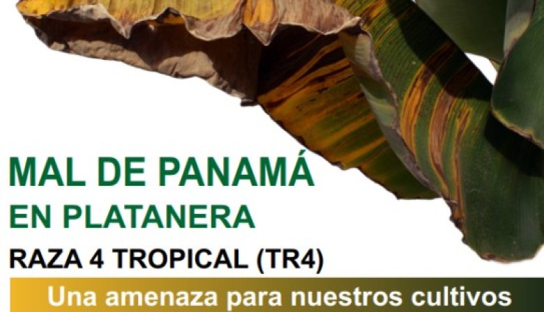 La Gomera acoge charlas informativas para prevenir la plaga del mal de Panamá en las plataneras