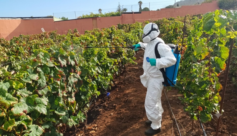 El Gobierno canario supera las prospecciones de filoxera previstas para la campaña 2026 con 4.435 inspecciones