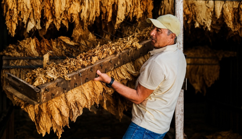 Canarias lidera la producción de tabaco en España en 2025