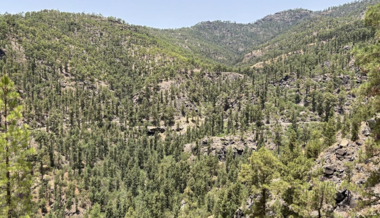 El Cabildo de Gran Canaria avanza en la recuperación de las pistas forestales afectadas por los temporales