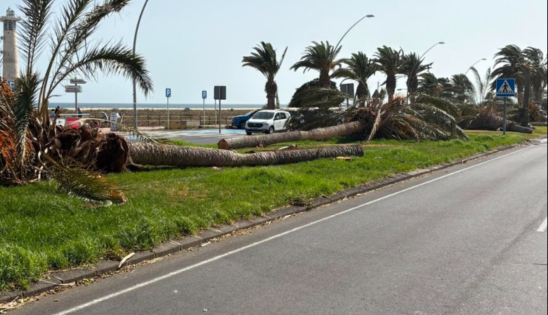 Asambleas Municipales de Fuerteventura denuncia el abandono del palmeral de Morro Jable y exige una actuación urgente