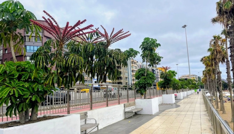 Parques y Jardines renueva los maceteros del Paseo de las Alcaravaneras para convertirlos en mini jardines