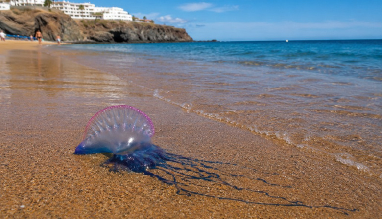 El SUC recuerda cómo actuar ante las picaduras de medusas en las playas