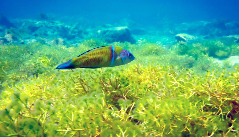 Un proyecto de I+D canario estudia la relación entre cambio climático y la expansión de especies marinas invasora