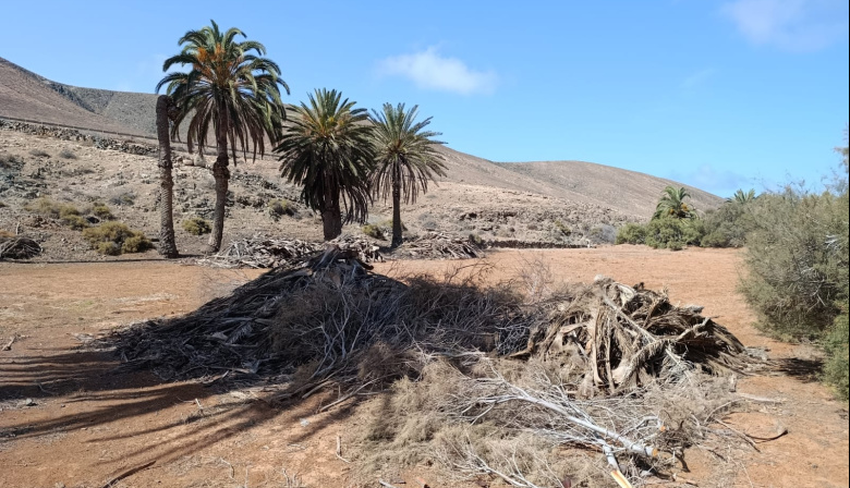 El Cabildo, desde Reserva de la Biosfera, protege los palmerales de Fuerteventura a través de un potente programa europeo Interreg MAC