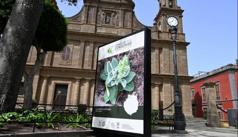 La campaña ‘Conocer para Conservar’ llega a Gáldar para divulgar el valor de la flora amenazada de Gran Canaria