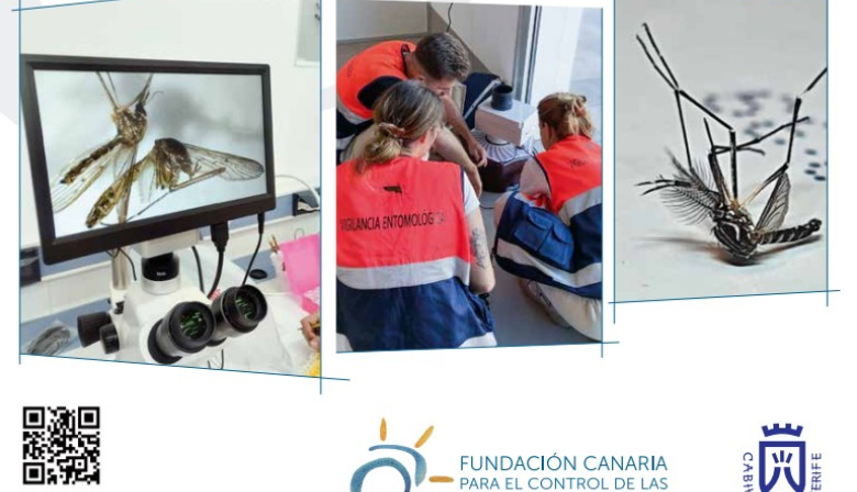 Canarias y Madeira comparten estrategias frente a los mosquitos invasores tras la detección de estos vectores en Gran Canaria y La Gomera