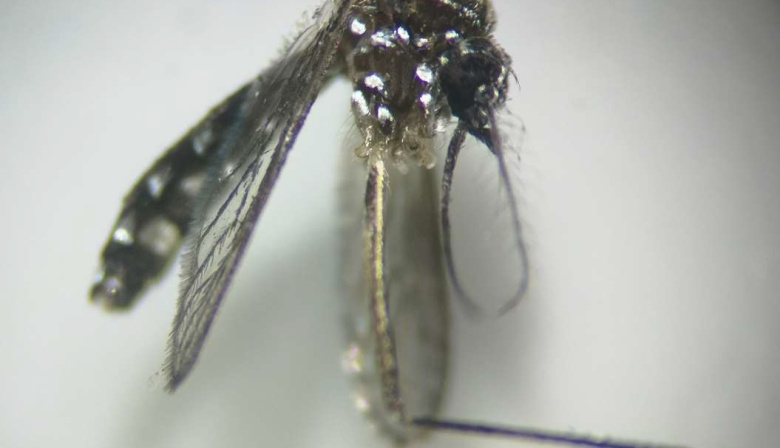 Sanidad informa de la detección de mosquitos de la especie Aedes aegypti en Gran Canaria