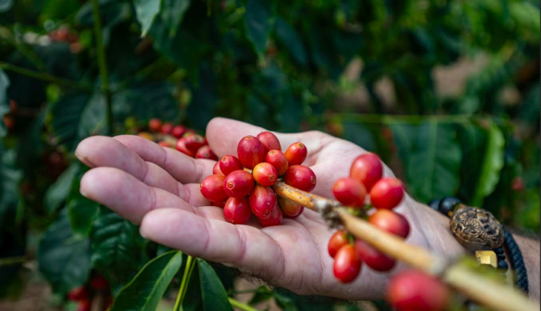 El Cabildo de Gran Canaria entrega 4.000 cafetos a la Asociación Agroagaete para impulsar el cultivo en el municipio