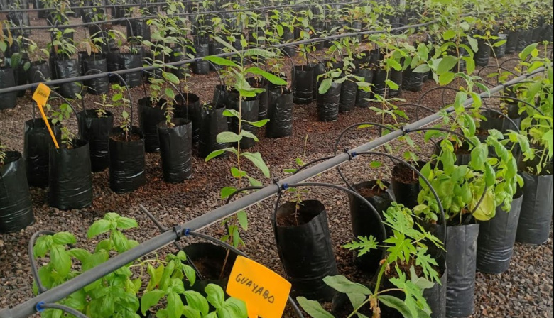 El Cabildo de Fuerteventura pone en marcha una nueva campaña de venta de frutales a precio reducido