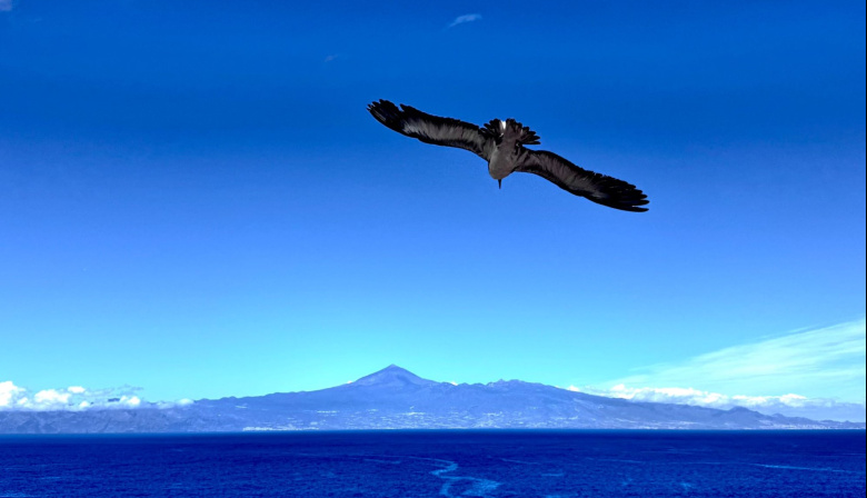 El Cabildo de La Gomera activa la campaña de la pardela cenicienta para reducir el impacto lumínico en zonas costeras