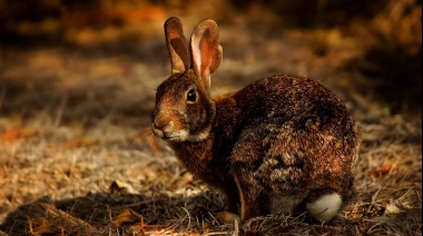 El Cabildo de Tenerife revela que los conejos del Teide murieron por el virus de la enfermedad hemorrágica