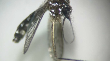 Sanidad activa el Sistema de Vigilancia Entomológica tras detectar un ejemplar de mosquito Aedes en Gran Canaria