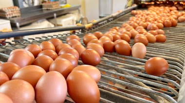 Convocadas ayudas del POSEI a la producción local de huevos de gallina por valor de 315.050 euros