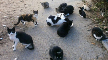Santa Cruz autoriza la gestión controlada de dos colonias de gatos que suman 29 felinos