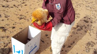 Fuerteventura atiende a más de 840 ejemplares de fauna silvestre accidentada en 2023