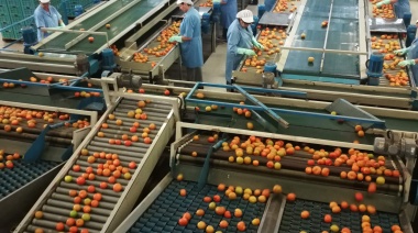 El Gobierno canario concede la ayuda del POSEI a los productores tradicionales de tomate de invierno por 5,5 M€
