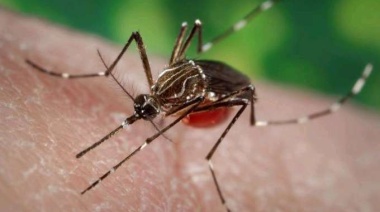 Sanidad informa de la nueva detección de Aedes aegypty en el Puerto de Santa Cruz de Tenerife