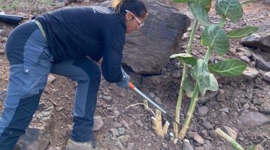 El Cabildo de Gran Canaria trabaja para detener la expansión del árbol de la seda en el suroeste de la isla