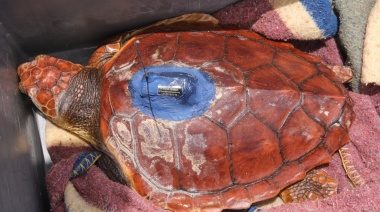 El Cabildo de Fuerteventura libera el primer ejemplar de tortuga con aleta amputada provista de un dispositivo de seguimiento satelital