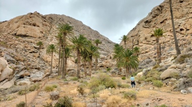 El Cabildo de Fuerteventura refuerza las labores para conservar el Palmeral de Barranco del Buen Paso