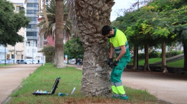 El Ayuntamiento de Las Palmas de Gran Canaria pone en tratamiento 1.800 palmeras para luchar contra la diocalandra