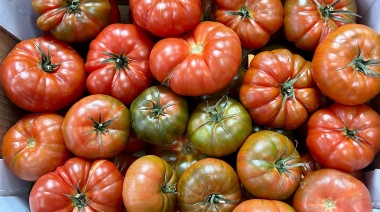 El Gobierno de Canarias concede 5,56 M€ de ayudas POSEI al tomate