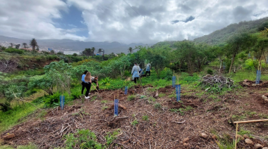 El Cabildo de Tenerife y el Ayuntamiento de Santa Úrsula impulsan la recuperación del bosque termófilo a través del proyecto Ícaro