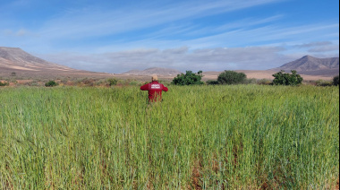Éxito de la prueba de plantación de centeno en Fuerteventura para su uso en la artesanía tradicional