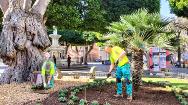 La Laguna embellece sus plazas con la nueva plantación de flor de temporada