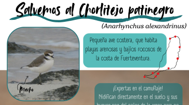 El Cabildo de Fuerteventura lanza una campaña para proteger al chorlitejo patinegro