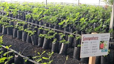 El Cabildo de Fuerteventura abre este martes un nuevo plazo de solicitud de cita previa para adquirir árboles frutales a precio reducido