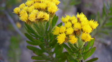 El Jardín Canario lidera un estudio para mejorar la conservación de la Reserva de la Biosfera de Gran Canaria