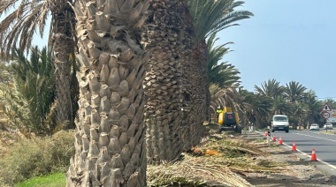 El Cabildo de Fuerteventura poda y sana las 220 palmeras de la entrada a Gran Tarajal