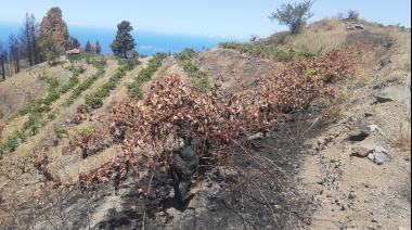 El Gobierno de Canarias convoca subvenciones por 4,5 M € para promover la contratación de seguros agrarios
