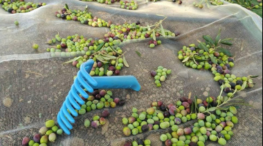 El Gobierno de Canarias convoca las ayudas POSEI por superficie para productores de aloe vera y olivo