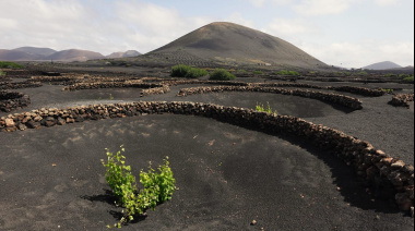 ‘Malvasía’, un proyecto de serie de ficción en torno al mundo del vino en Lanzarote
