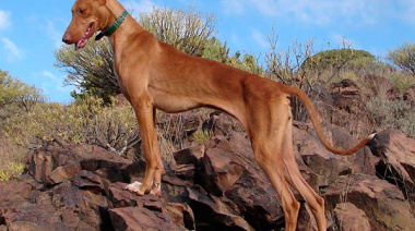Fuerteventura abre los campos de entrenamiento para perros de caza