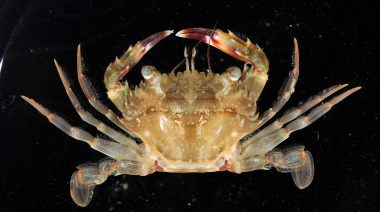 Detectan microplásticos en más de la mitad de los cangrejos invasores Cronius ruber en playas de Gran Canaria