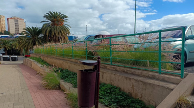 La ACBC reclama el control del rabogato, especie invasora, en aceras y espacios públicos de Las Palmas de Gran Canaria