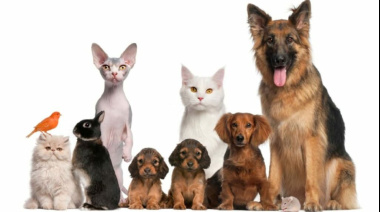 Santa Brígida informa sobre participación ciudadana en proyectos normativos sobre Bienestar Animal