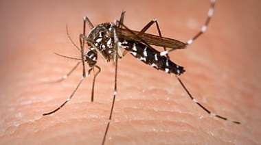 Sanidad da por cerrado el episodio por detección de Aedes albopictus en un barrio de Santa Cruz de Tenerife