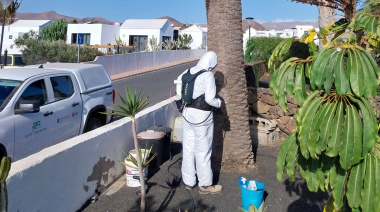 Lanzarote se prepara para una nueva jornada técnica del proyecto Palmeras Lanzarote para erradicar la Diocalandra frumenti
