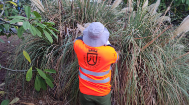 El Cabildo de Tenerife destina 5 millones de euros a la lucha contra las especies invasoras como el plumero de la pampa y el rabo de gato