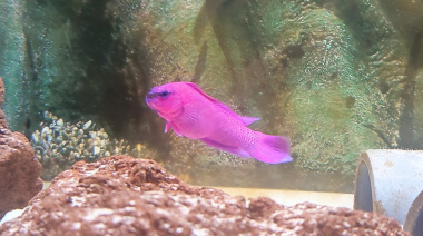 Una investigación de ECOAQUA aporta soluciones innovadoras para los acuarios públicos