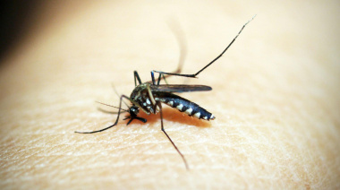 Las alergias cutáneas, alimentarias y por picaduras de insectos son las reinas del verano