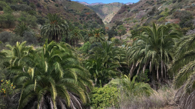 Gran Canaria amplia las fuentes semilleras de palmera canaria para la obtención de semillas con calidad genética