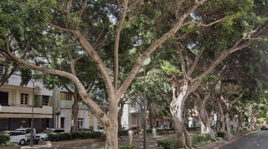 Ingenieros agrónomos advierten de que la ley canaria de arbolado urbano va a "colapsar" los servicios municipales