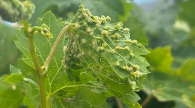 Canarias prohibirá el movimiento de material vegetal entre islas tras el foco de filoxera de la vid de Tenerife