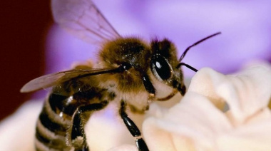 El Gobierno canario concede 543.000 euros en ayudas POSEI a la producción de miel de raza autóctona de abeja negra